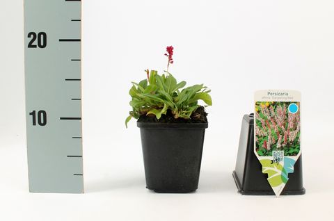 Persicaria affinis 'Darjeeling Red'