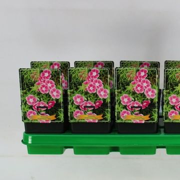 Geranium sanguineum 'Elke'