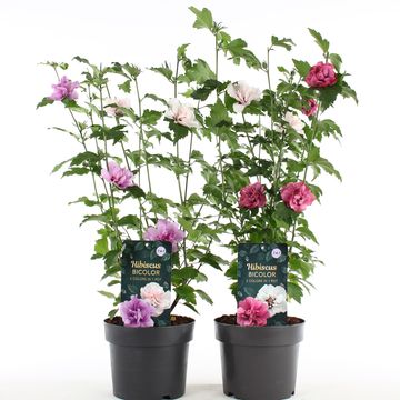 Hibiscus syriacus MIX IN POT