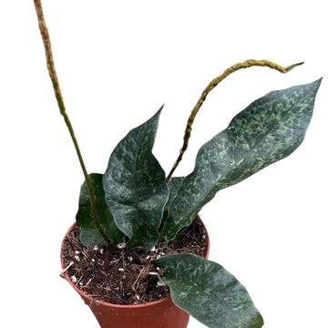 Tectaria hilocarpa
