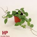 Hoya 'Chouke'