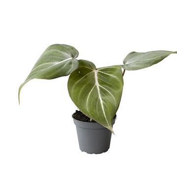 Philodendron gloriosum