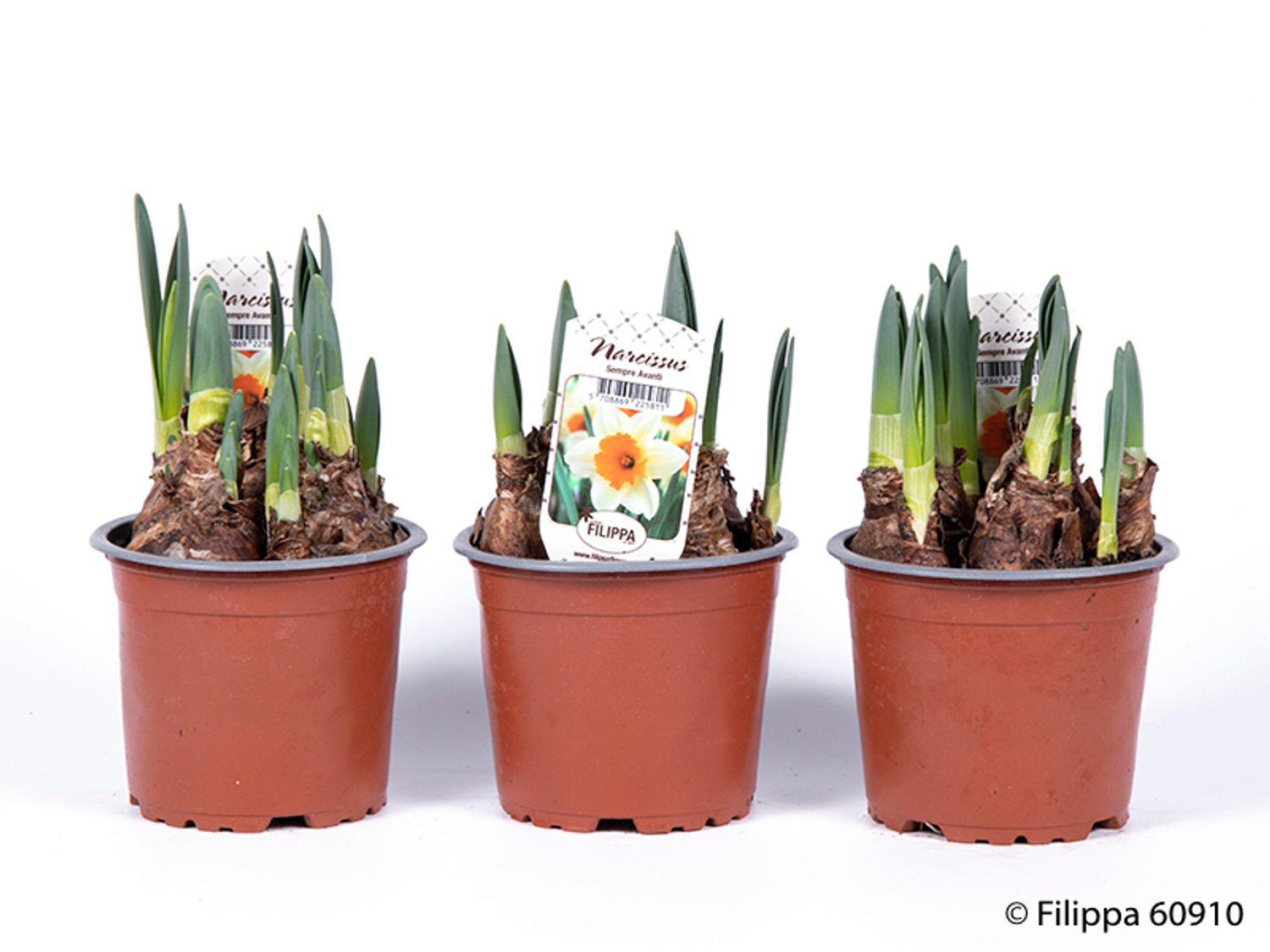 Narcissus 'Sempre Avanti' — Plant Wholesale FlorAccess