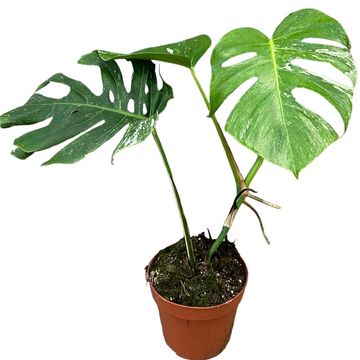 Monstera deliciosa 'Variegata'