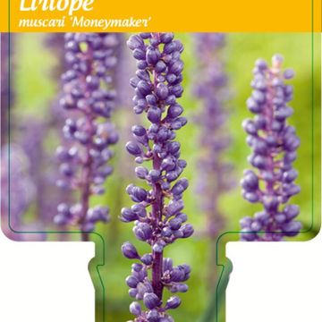 Liriope muscari 'Moneymaker'