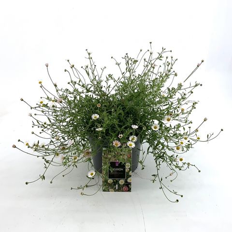 Erigeron karvinskianus