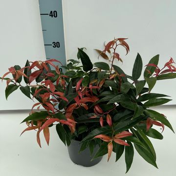 Leucothoe keiskei 'Royal Ruby'