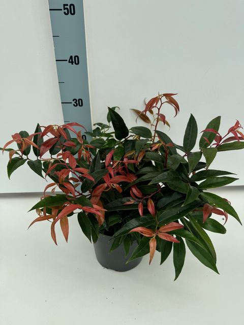 Leucothoe keiskei 'Royal Ruby'