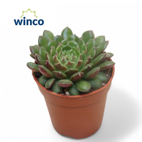 x Graptoveria 'Olivia'