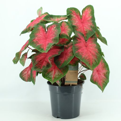 Caladium Classic Pink (P24 cm H60 - 80 cm) – Plant Wholesale FlorAccess