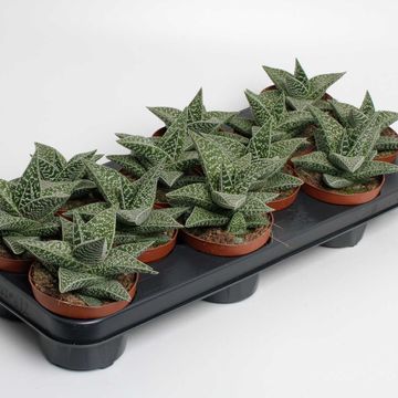 x Gasteraloe 'Aveo'