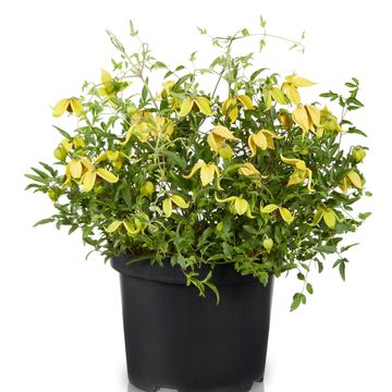 Clematis LITTLE LEMONS (Ta)