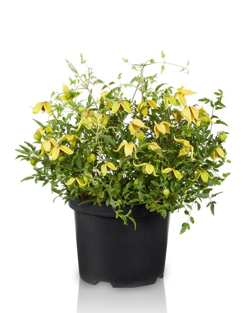 Clematis LITTLE LEMONS (Ta)