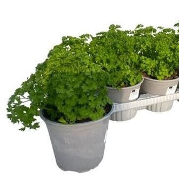 Petroselinum crispum