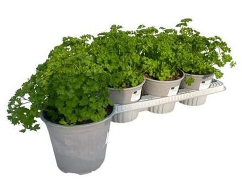 Petroselinum crispum