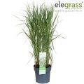 Panicum virgatum 'Prairie Sky'
