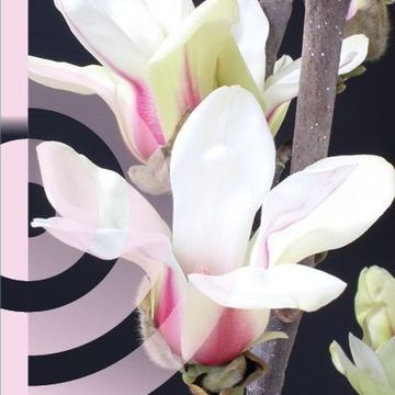 Magnolia concinna 'Sunrise'