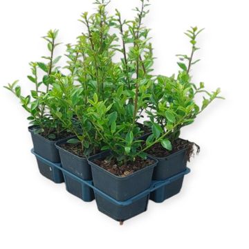 Ilex maximowicziana kanehirae