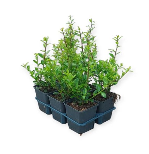 Ilex maximowicziana kanehirae