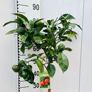 Citrus x aurantium 'Canaliculata'