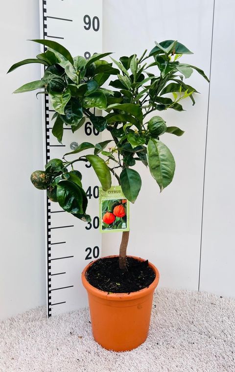 Citrus x aurantium 'Canaliculata'