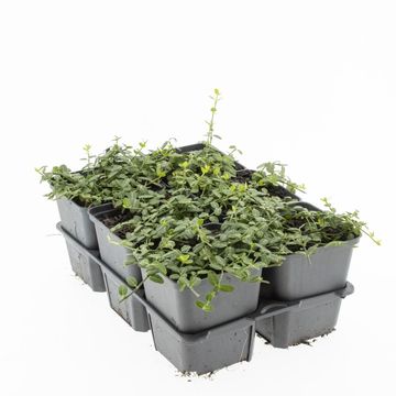 Euonymus fortunei 'Minimus'