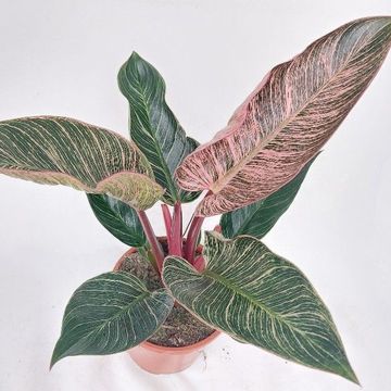 Philodendron PINK BIKINI