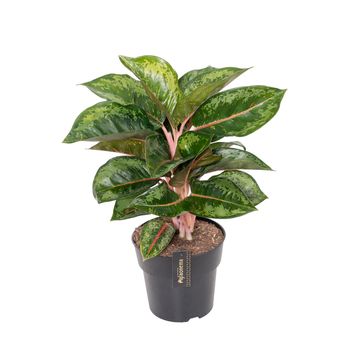 Аглаонема 'Camo Rubina'