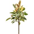 Ficus elastica 'Tineke'