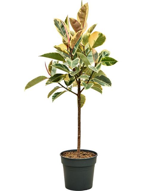 Ficus elastica 'Tineke'