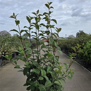 Viburnum x bodnantense 'Dawn'