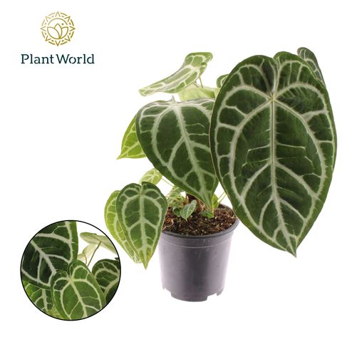 Anthurium crystallinum