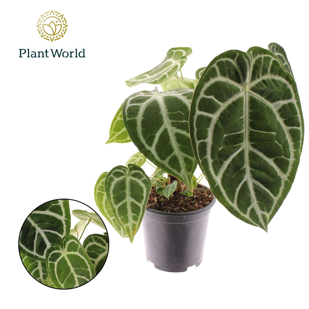 Anthurium crystallinum — Grossiste en Plantes FlorAccess