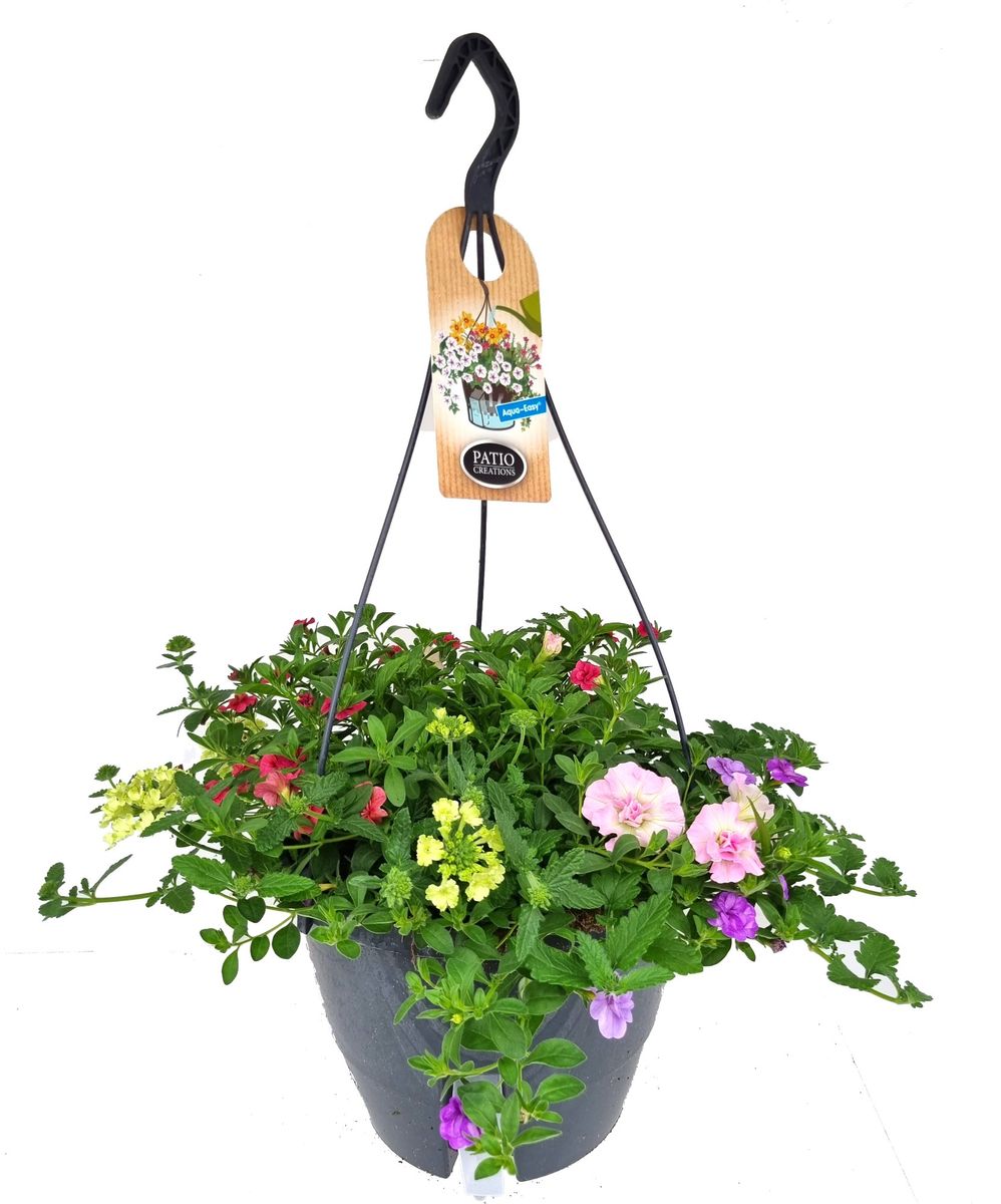 Arrangements Perennials — Plant Wholesale FlorAccess