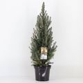 Picea glauca 'Sander's Blue'