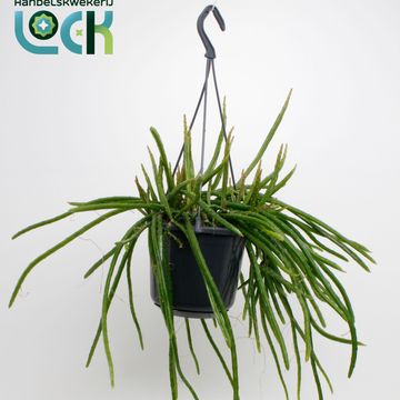 Selenicereus wercklei