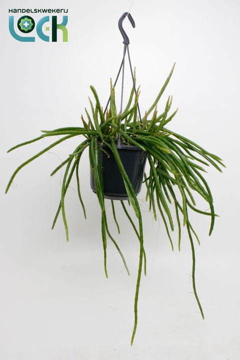 Selenicereus wercklei