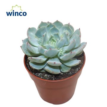 Echeveria derenbergii 'Blue'