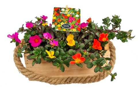Arrangement Portulaca