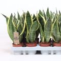 Sansevieria trifasciata 'Futura Superba'