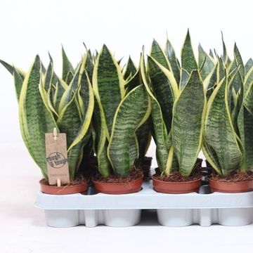 Sansevieria trifasciata 'Futura Superba'