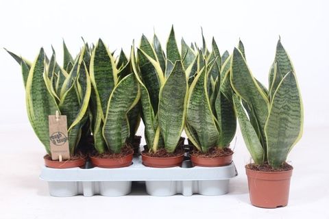 Sansevieria trifasciata 'Futura Superba'
