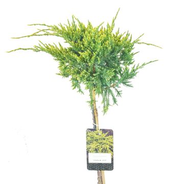 Juniperus squamata 'Dream Joy'