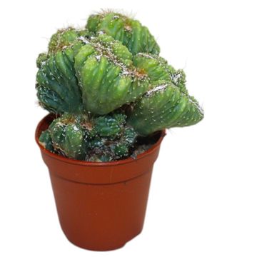 Cereus peruvianus monstrosus cristata