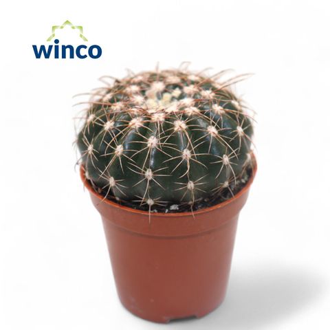 Notocactus uebelmannianus