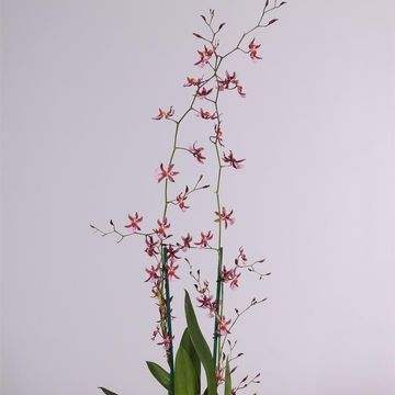 Oncidium 'Mieke von Holm'