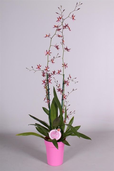 Oncidium 'Mieke von Holm'
