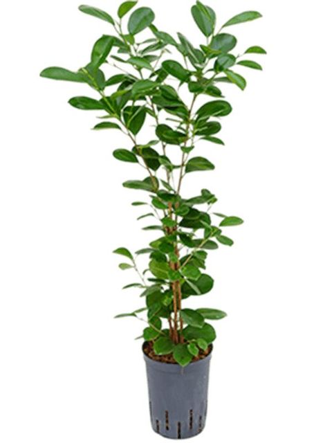 Ficus microcarpa 'Moclame'