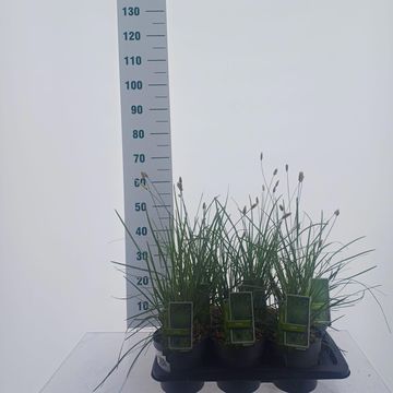 Sesleria nitida