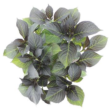 Hydrangea macrophylla BLACK DIAMONDS DARK ANGEL PURPLE